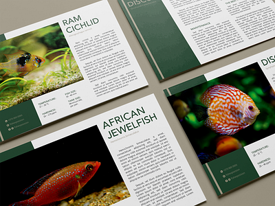 Fish description cards animal brochure card design flyer graphic design illustrator paper poster print