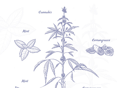 Hand Drawn illustration of plants
