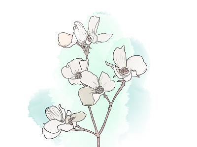 Spring flowers illustration