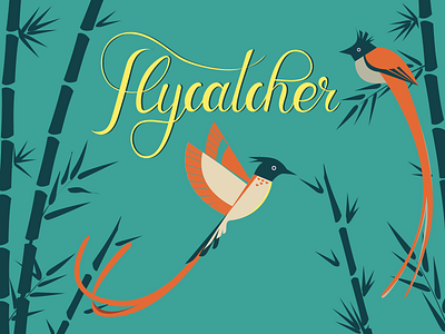 Indian paradise flycatcher illustration lettering