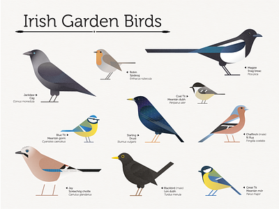 Irish Garden Birds