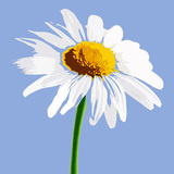 Lumidaisy 