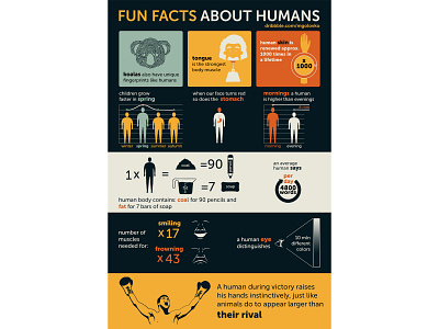 Infographic: Fun Facts about Humans art colors design digital einstein facts flat fun human illustration illustrator koala