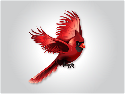 Cardinal design illustration illustrator vector