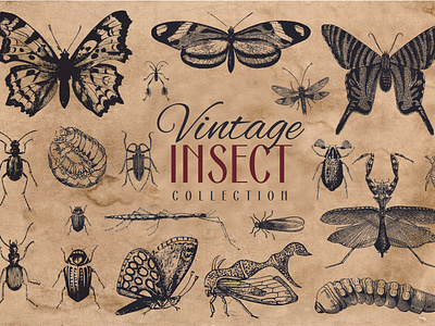 200 Vintage Insect Vector Graphics Collection antique bettle bug butterfly cicada design fly graphic design illustration illustration art insect moth old retro vector vector art vector artwork vector artworks vintage
