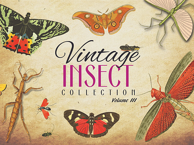 Vintage Insect Collection Volume 3 antique art bug butterflies butterfly collection design graphic design grasshopper illustration insect insects pattern resorce retro vector vector art vector artwork vintage volume