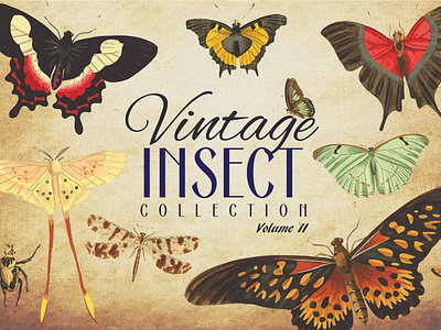 Vintage Insect Collection Volume 2 antique art bug colourful design graphic design illustration insect insects retro vector vector art vector artwork vector artworks vintage