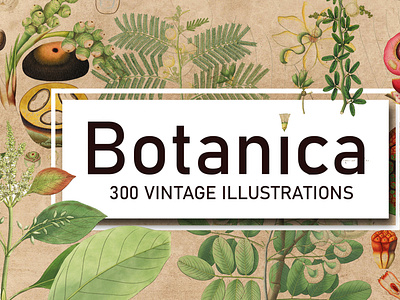 300 Vintage Botanical Illustrations