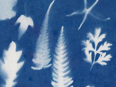 Cyanotype