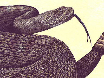 Cascabel animals digitalart photoshop snake