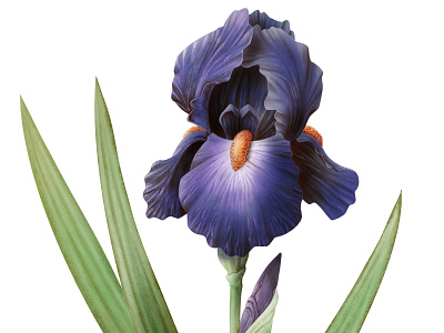 IRIS