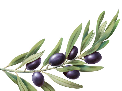 OLIVES advertising botanical botanical illustration food illustration ipad ipadproart olives procreate socialmedia wine wineyard