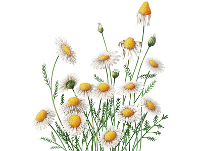 CHAMOMILE