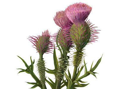 CARDOON