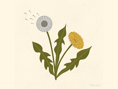 Dandelion