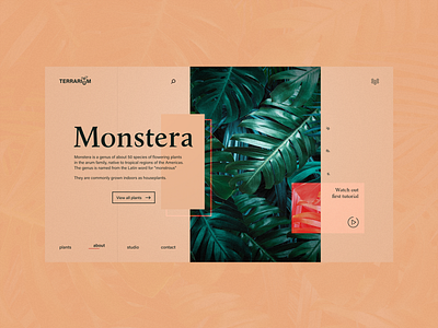 Terrarium for Monstera flowers garden homepage design plants website