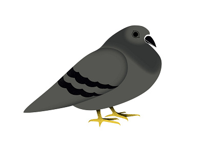 Pigeon bird design illustration pigeon vintage