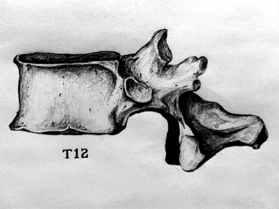 T12 bones drawing graphite illustration pencil t12