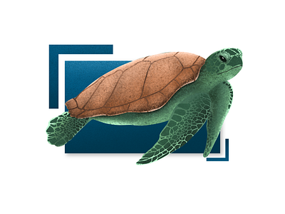 Just Keep Swimming apple pencil character design digital drawing illustration ipad pro ocean ocean life texture turtle turtles wildlife