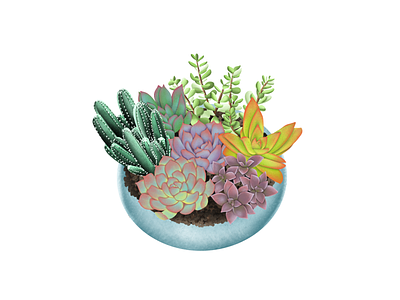 Succulent Garden