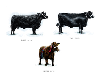Cows cows design digital illustration drawings illustration painting