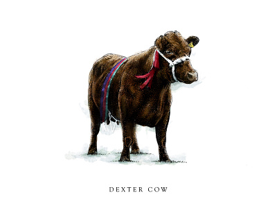 Dexter Cow cows design digital illustration drawings illustration painting