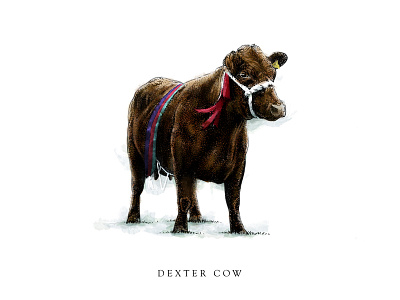 Dexter Cow