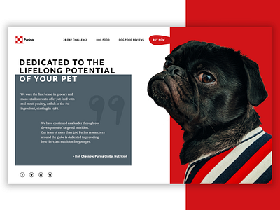 Premium Pet Food Concept concept design pet care web