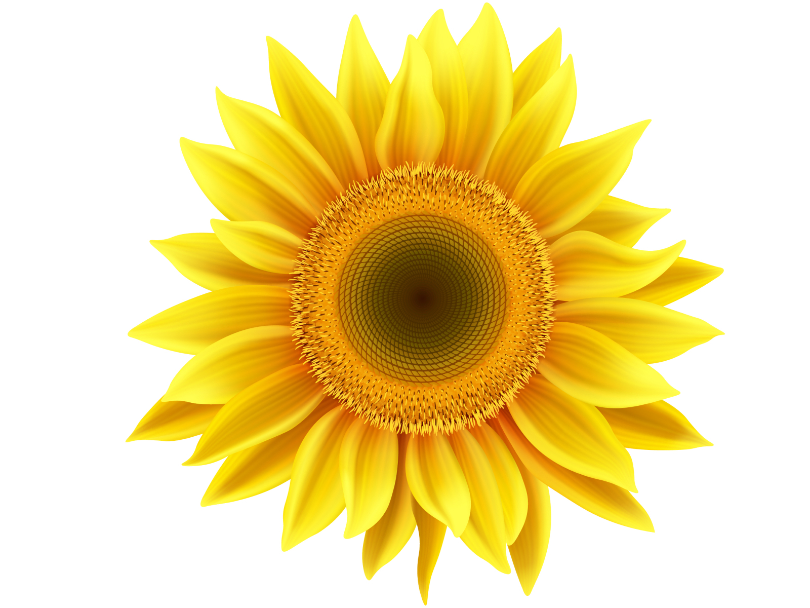 Sunflower by Nadia Mykhailiuk on Dribbble