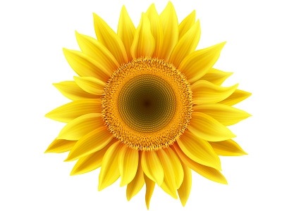 Sunflower cartoon design icon illustration illustrator mesh sunflower vector yellow