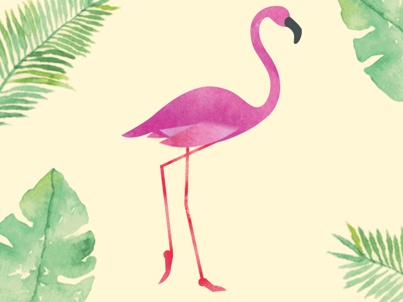 Go Go Flamingo animal animation bird flamingo illustration watercolor