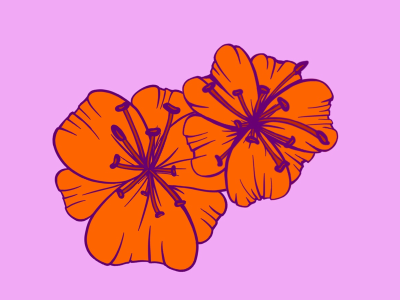 Tiger Lilies flowers flower illustration floral illustration tiger lilies lilies lily