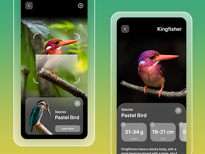 Discover New Birds | with AR scan | App UI app ui bird bird app bird app ui birds birds app ui design discover birds search birds app ui ui design uiux