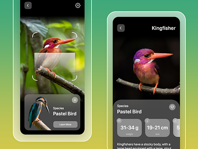 Discover New Birds | with AR scan | App UI