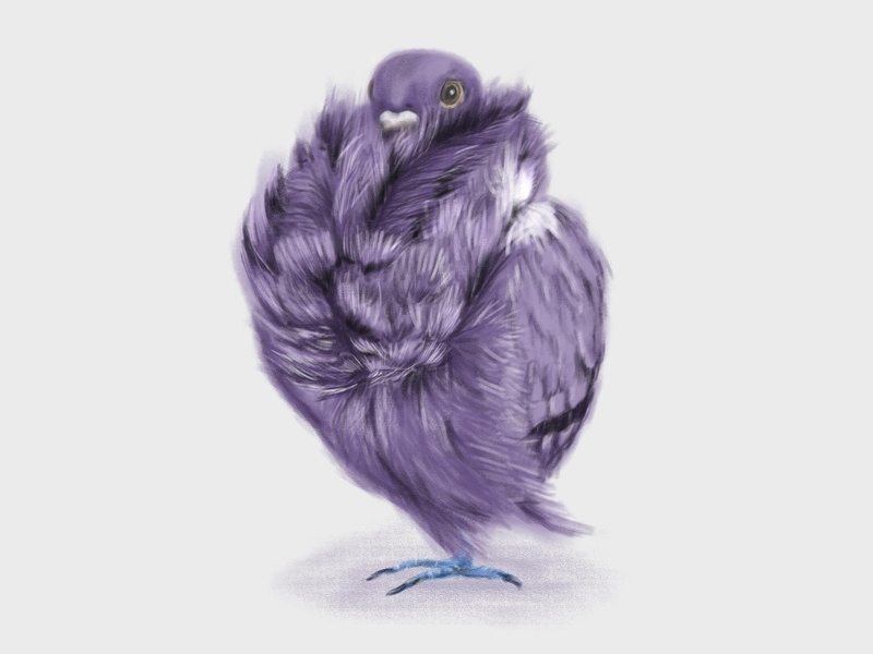 purple pigeon