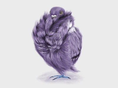 purple pigeon illustration bird childrens book digital drawing illustration purple