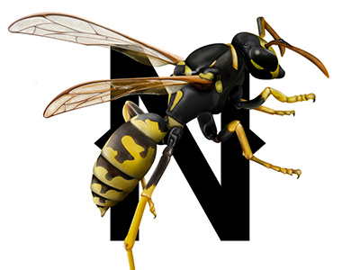 Wasp