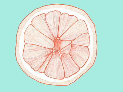 Studyinorange citrus illustation orange procreate procreate brushes