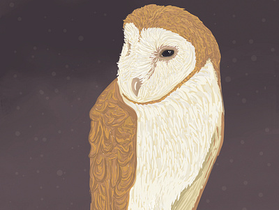 Barn Owl Illustration bird digital art digital illustration digital painting illustration owl photoshop realism wacom intuos wacom tablet zoology