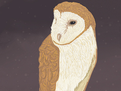 Barn Owl Illustration