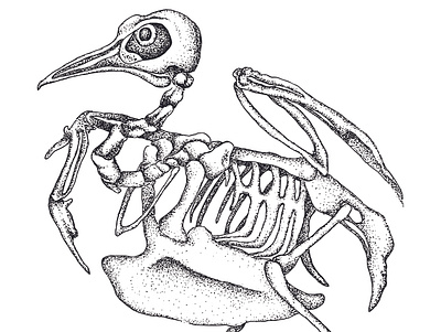 Pigeon Skeletal Illustration adobe illustrator bird bird drawing bones drawing illustration pigeon pointilism skeleton stippling vector art zoology