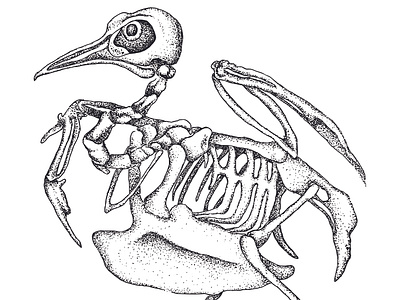 Pigeon Skeletal Illustration