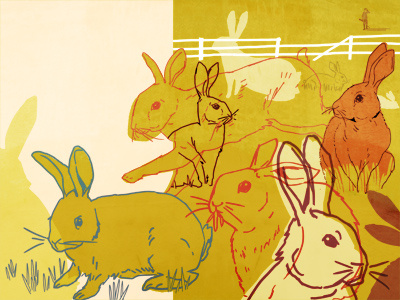 Thomas Austin and the Rabbits animals australia illustration rabbits
