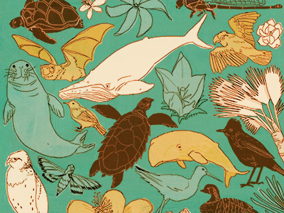 Hawaii's Endangered animals editorial endangered hawaii illustration