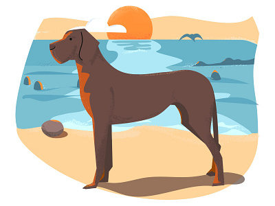 Dog on a beach