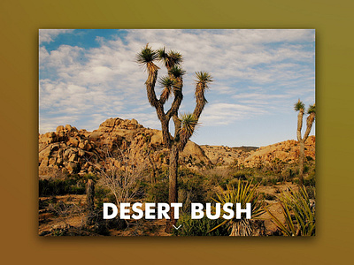 Day 65: Desert Bush (LATE POST)