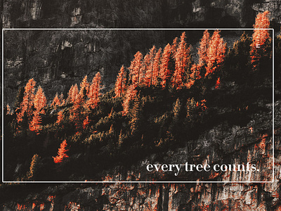 Day 271: Every Tree Counts.