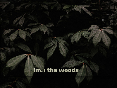 Day 314: Into The Woods.