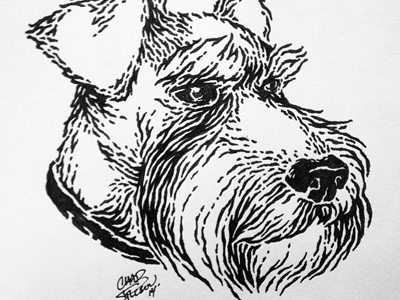 Schnauzer Illustration apparel ave dog drawn glenn hand illistration schnauzer sketch