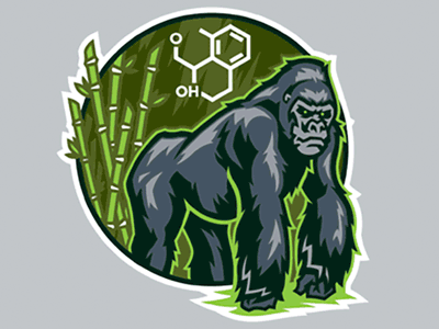 Gorilla Logo Process ape bambo brand design gorilla identity logo proud vector